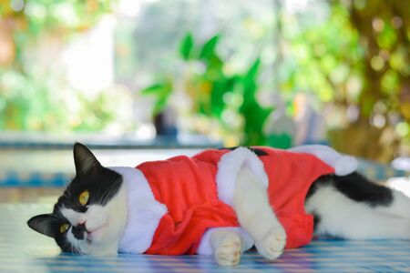 Cute black and white cat wear santa claus red dress sitting on table with green bokeh background. Christmas concept.