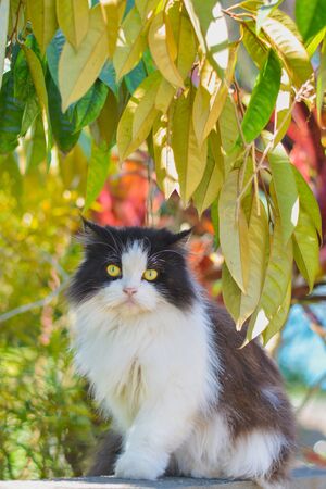 lovely Black and white persian (long hair) cat sitting on wall in garden with green leaves background.の写真素材