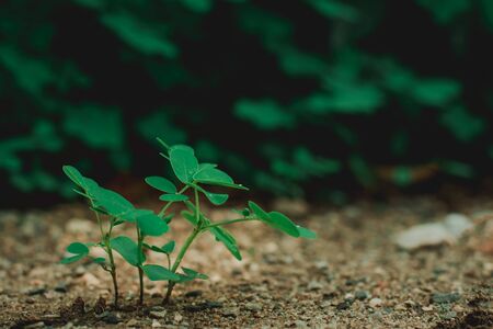 Small green plant growth on soil and gravel in garden. In concept still life.