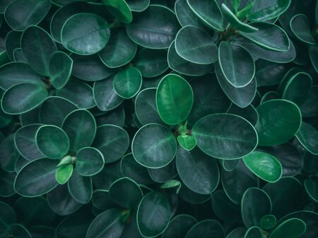 Top view group of green leaves in garden for background. Natural concept.の写真素材