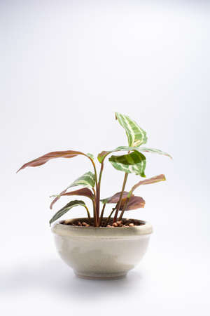 Air filtering or small plant concept. Calathea or small plant in white ceramic flower pot on white background.の写真素材