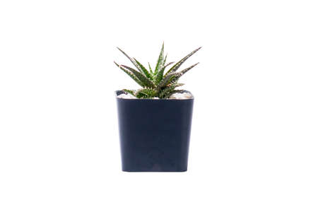 Small cactus and succulent. Haworthia growth in black plastic flower pot isolated on whitebackgroundの写真素材