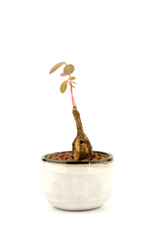 Small plant in home concept. Phyllanthus mirabilis growth in white ceramic flower pot isolated on white background.の写真素材