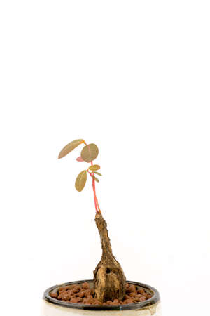 Small plant in home concept. Phyllanthus mirabilis growth in white ceramic flower pot isolated on white background.の写真素材