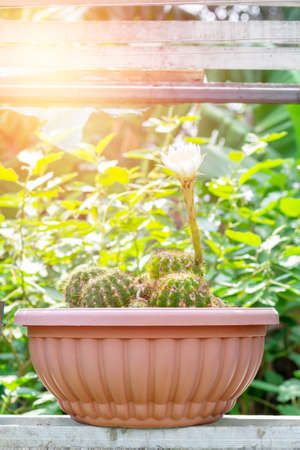 Variety of cactus and succulent concepts. White flower of cactus blooming and growing in the pot on a wooden shelf in a shop. Small plant for home or office.の写真素材