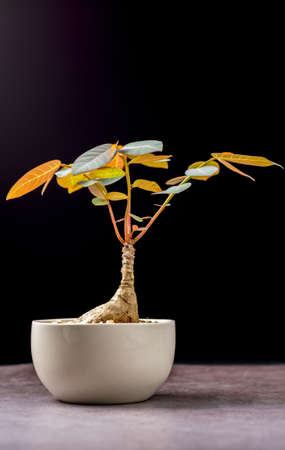 Small plant in home concept. Phyllanthus mirabilis growth in white ceramic flower pot on black background.の写真素材