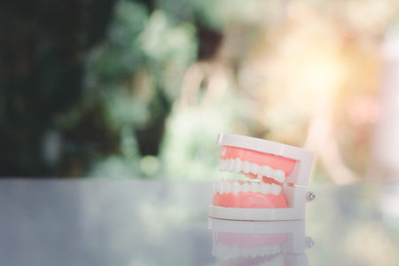 Health and medicine concept. Tooth figure on white table. Clean the correct the tooth.の写真素材