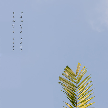 Isolated leaf on blue backgroundの写真素材