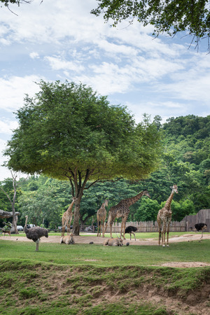 Giraffe and Ortrich in the zooの写真素材