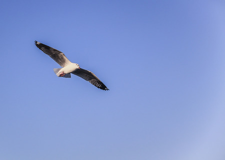 seagull in the skyの写真素材