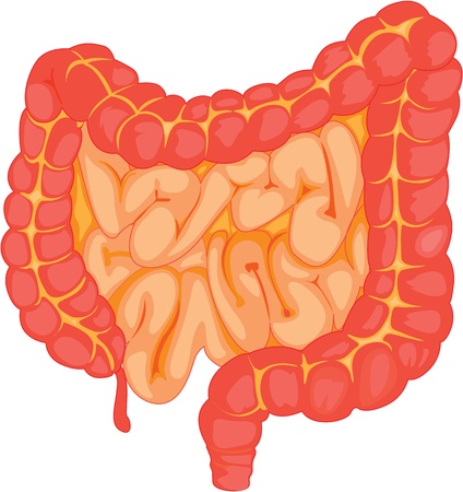 illustration of intestine on whiteのイラスト素材