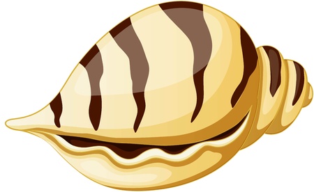illustration of sea shell on whiteのイラスト素材