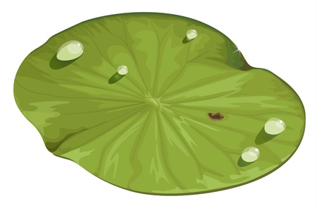 Illustration of a lotus leafのイラスト素材