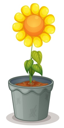 Illustration of sunflower on whiteのイラスト素材