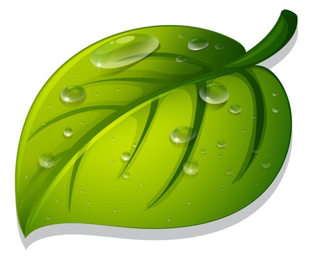 Illlustration of an isolated leafのイラスト素材