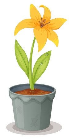 Illustration of a daffodil on whiteのイラスト素材