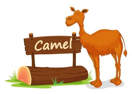 illustration of camel and name plate on a whiteのイラスト素材