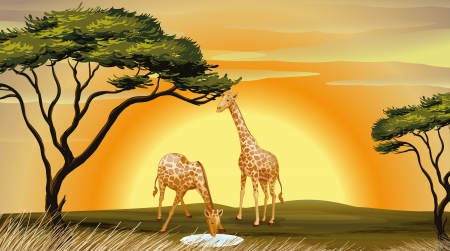 illustration of two giraffe in the jungleのイラスト素材