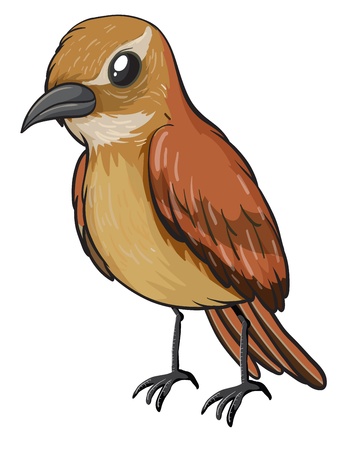illustration of a xenops on a white backgroundのイラスト素材