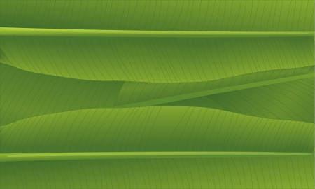 illustration of a banana leafのイラスト素材