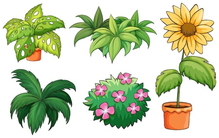 Illustration of flowerpots and plants on a white backgroundのイラスト素材