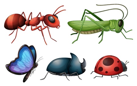 Illustration of various insects and bugs on a white backgroundのイラスト素材