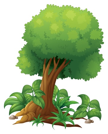 Illustration of a big tree on a white backgroundのイラスト素材