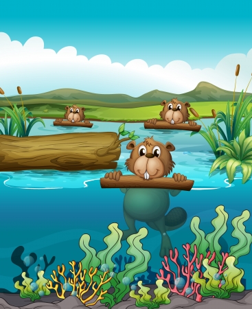 Illustration of the three beavers in the riverのイラスト素材