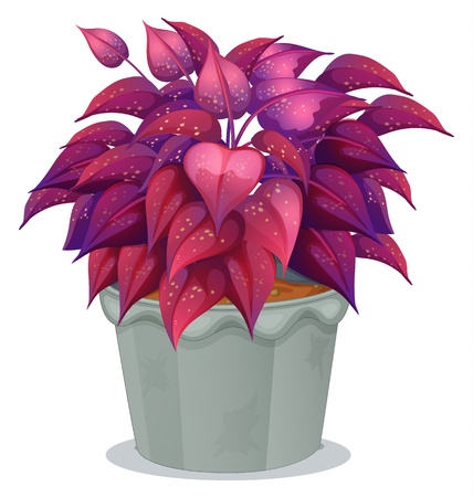 Illustration of a plant with violet leaves on a white backgroundのイラスト素材