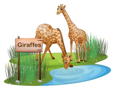 Illustration of the two giraffes at the pond near a signboard on a white backgroundのイラスト素材
