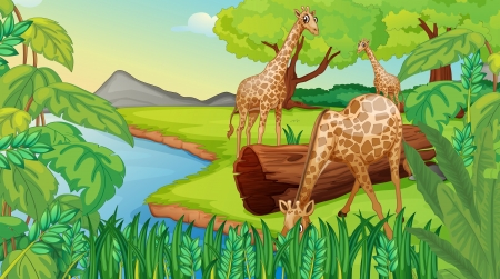 Illustration of the three giraffes at the riversideのイラスト素材