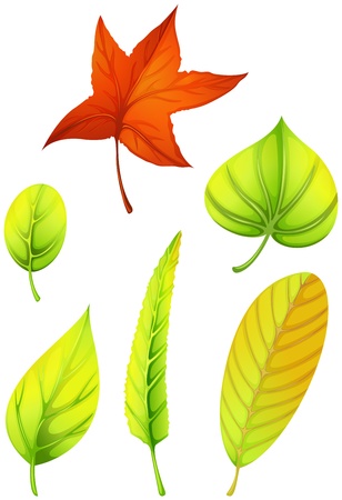 Illustration of the six different leaves on a white backgroundのイラスト素材
