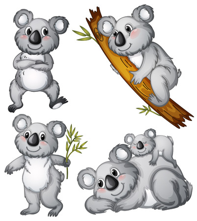 Illustration of a group of koalas on a white backgroundのイラスト素材