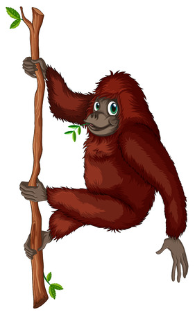 Illustration for Illustration of an orangutan hanging on a vine - Royalty Free Image