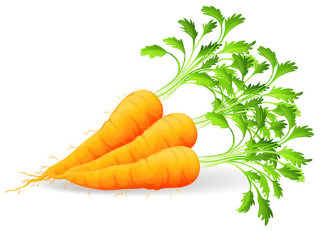 Nutritious carrots on a white backgroundのイラスト素材