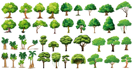 Diversity of trees set on whiteのイラスト素材