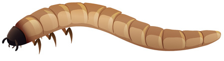 Illustration of a single mealwormのイラスト素材