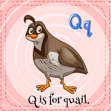 A letter Q for quailのイラスト素材