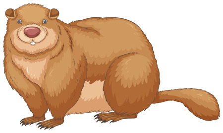 Illustration of a close up woodchuckのイラスト素材