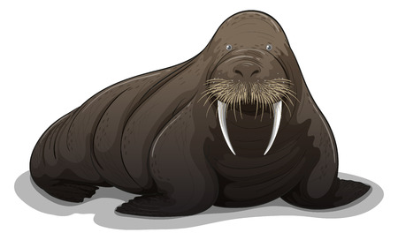 Illustration of a close up walrusのイラスト素材