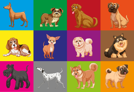 Different type of dogs in colored squaresのイラスト素材