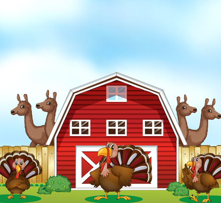 Turkeys and llamas around the barnのイラスト素材