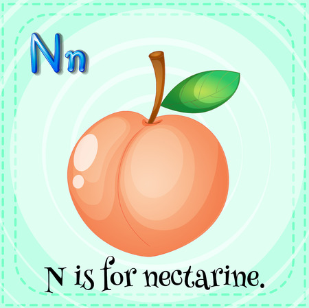 Flashcard letter N is for nectarineのイラスト素材