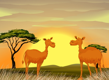 Camels standing in the field at sunset illustrationのイラスト素材