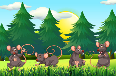 Four rats in the field illustrationのイラスト素材