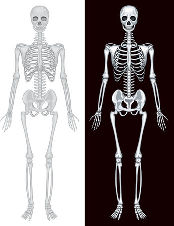 Human skeleton in white and black background illustrationのイラスト素材