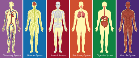 Different systems of human body diagram illustrationのイラスト素材