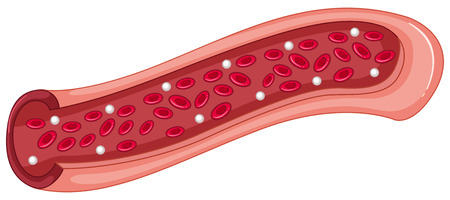 Red blood cells in the vein illustrationのイラスト素材