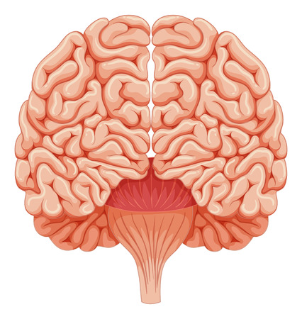 Human brain on white background illustrationのイラスト素材
