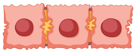 Diagram of stem cell illustrationのイラスト素材
